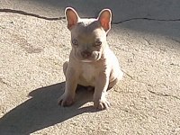 French bulldog 45 günlük yavru