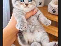 Scottish Fold 40 Günlük
