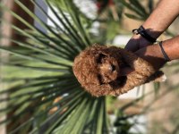 Red Toy Poodle Yavrular