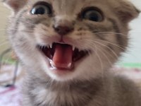 2 Aylık Scottish Fold Yavru Kedimiz