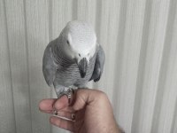 Konuşan papağan diyorsan çıtanı yükselt