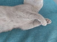 5 aylık sevimli açık kül gri dişi british shorthair