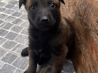 Safkan Irk Garantili belçika kurdu