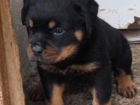 Rottweiler bebeeklerimiz sağlık garantilidir