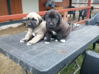ANADOLU ÇOBAN KÖPEĞİ YAVRULARI