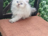 Şecereli Soydan British Longhair Bebeklerimiz