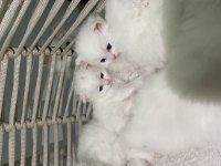 British longhair shorthair kediler