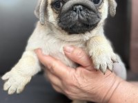 Pug mops yavru köpekler