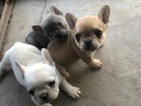 French bulldog bebeklerimiz yeni yuvalarına gitmeye hazır