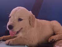 Safkan golden retriever yavrularımız