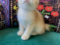 Golden Yavru British Shorthair