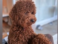 14 Aylık Bebek Dostu Poodle