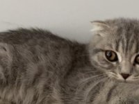 4 nisan doğumlu dişi Scottish fold