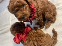 Teacup poodle red brown 2 aylık