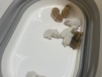 Hamster yavrularımız