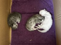Safkan kedimizin yavruları