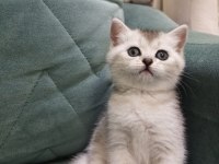 British shorthair silver point yavrular iki aylık