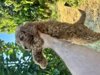 Poodle harikası kıvır kıvır bebekler