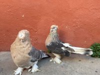 Uyguna toplu kuşlar