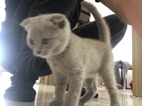 Lilac yavrularımız scottish fold