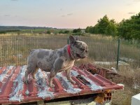 Masrafsız dişi french bulldog