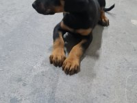 A Kalite Doberman Yavrusu