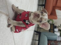 FRENCH BULLDOG EGZOTİK YAVRULAR