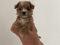 Ev üretimi GERÇEK TEACUP MALTİPOO