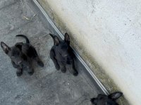 Irk ve sağlık garantili belçika kurdu bebekler