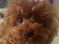 2 aylık toy poodle