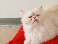 İran Kedilerimize Yuva Arıyoruz