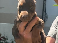 Sağlıklı orjinal doberman
