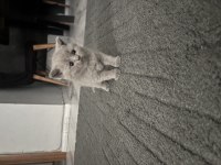 Süper kalite teddy bear british shorthair
