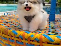 Her Renk Her Cinsten Pomeranian Yavrular