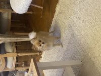 Pomeranian dişi 1 yaşında