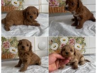 TEACUP VE 0 NO MALTİPOO BEBEKLERİM