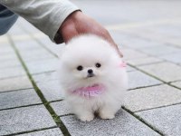 Teddy bear pomeranian boo yavrumuz