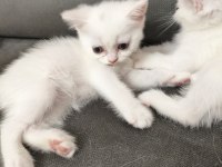 British shorthair 2 adet dişi