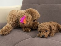 2 aylık toy poodle