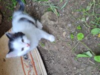 Çok temiz oyuncu yavru kediler