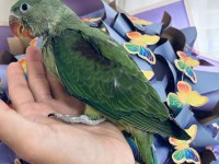 Sezonun son yavrusu bebek alexander papağanı