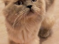 mavi gözlü scottish fold blue point yetişkin