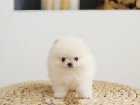 Daha iyisi yok kar beyaz ayı surat pomeranian boo!