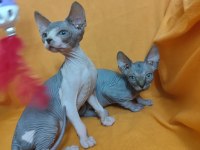 Sphynx Home 2 Aylık Bebekler