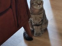 Sahiplendirilecek Yetişkin Sakin Scottish Fold