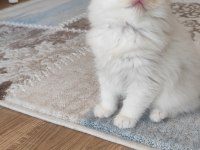 Safkan ırk sağlık garantili british longhair