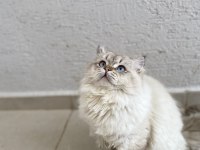 British Shorthair Ücretsiz Sahiplendirilecektir