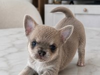 ÖZEL RENK BLUE HAİR MİKRO TEACUP YAVRU ŞİVAVA