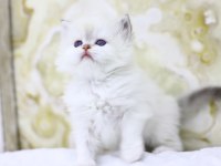 Gülen British Longhair Tostikler