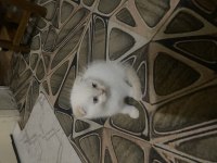 Ücretsiz sahiplendirme scottish fold